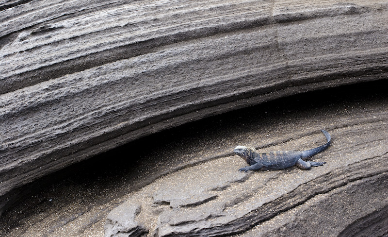 Marine Iguana